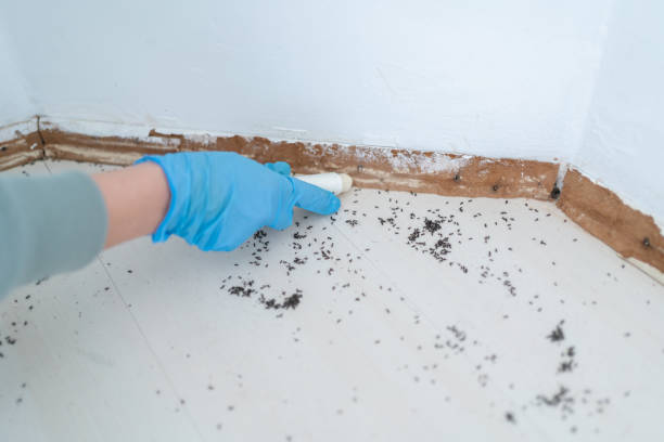 Real Estate Pest Inspections in Lake Mohawk, OH